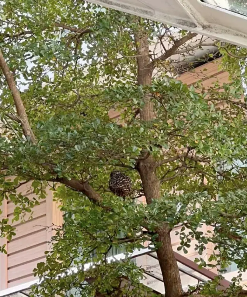 Owls Take 2Week Vacation After Stowing Away on Cruise Ship